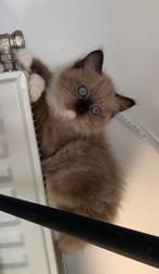 Ragdoll poezen 🤍seal bicolor 🤎seal mink mitted. Bliss, Dieren en Toebehoren, Katten en Kittens | Raskatten | Langhaar, Poes