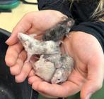 Tamme kleurmuizen, Dieren en Toebehoren, Knaagdieren, Muis, Mannelijk, Tam, September