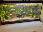 Compleet Aquarium 54 liter zwart, Dieren en Toebehoren, Ophalen, Gevuld zoetwateraquarium