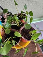 pilea White splash, Ophalen, Overige soorten, Minder dan 100 cm