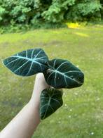 Alocasia Black Velvet Variegata met knollen, Ophalen of Verzenden, Overige soorten, Minder dan 100 cm