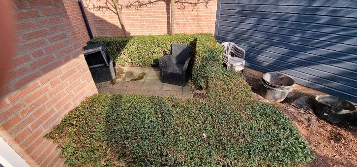 Liguster haag, Tuin en Terras, Planten | Struiken en Hagen, Haag, Liguster, 100 tot 250 cm, Ophalen