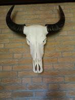 Buffel schedel, Ophalen, Zo goed als nieuw, Schedel