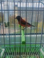 Kapoetsensijs man 2023 geringd, Dieren en Toebehoren, Vogels | Overige Vogels, Mannelijk, Wildzangvogel, Geringd
