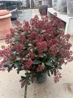 Skimmia Japonica - Prachtige sierheester €29,95, Tuin en Terras, Planten | Tuinplanten, Overige soorten, Vaste plant, Ophalen of Verzenden