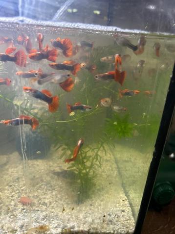 Red tuxedo guppen beschikbaar voor biedingen