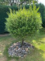 Boompje - gratis af te halen, Tuin en Terras, Planten | Struiken en Hagen, Ophalen