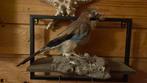 Opgezette vogel taxidermie mancave, Verzamelen, Dierenverzamelingen, Ophalen of Verzenden, Zo goed als nieuw, Vogel, Opgezet dier