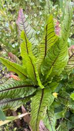 Eetbare zuring. Bloedzuring voor in moestuin. Gifvrij, Ophalen, Eenjarig, Groenteplanten, Volle zon