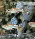***Unieke Purple/Blue Grass guppen***, Vis, Zoetwatervis, Schoolvis