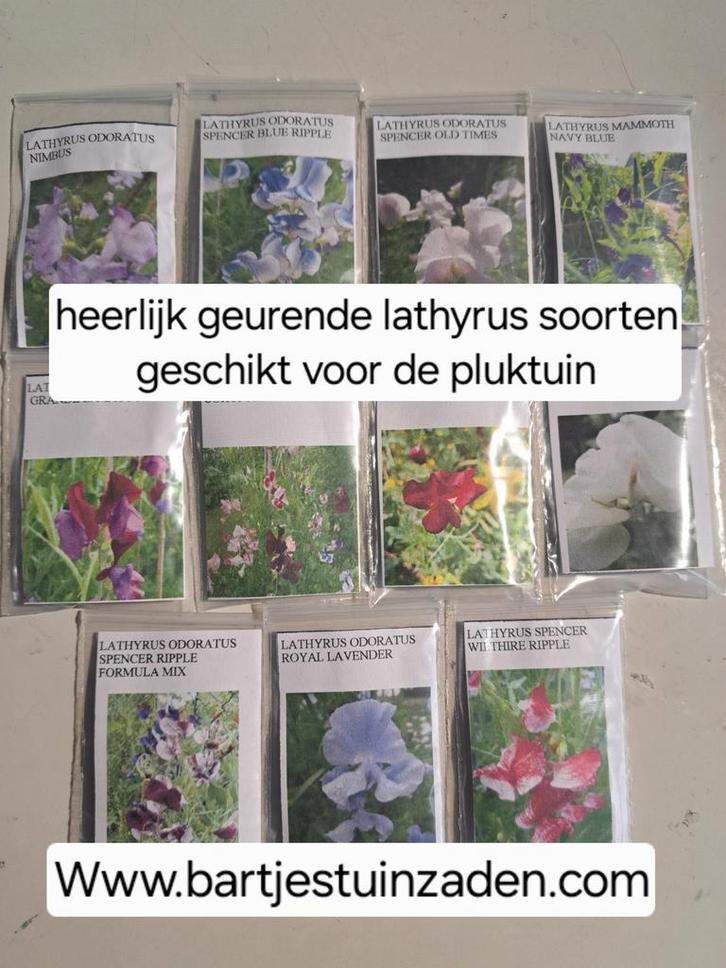 Zadenpakket lathyrus groot, Tuin en Terras, Bloembollen en Zaden, Volle zon, Ophalen of Verzenden