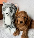 Cavapoo cockapoo pups, Nederland, Parvo, Overige rassen, 8 tot 15 weken