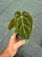 Anthurium ace of spades (hybrid) #1, Ophalen of Verzenden, Overige soorten, Minder dan 100 cm