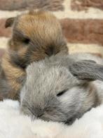 Prachtige minilop konijntjes 2 weken oud; evt met stamboom, Dieren en Toebehoren, Konijnen, Meerdere dieren, Dwerg, Hangoor, 0 tot 2 jaar