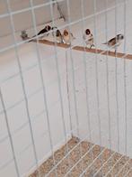 Te koop  super mooi  putters  3 popen en  twee  mannen, Mannelijk, Wildzangvogel