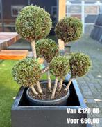 Sierplanten met 50% korting!, Tuin en Terras, Volle zon, Vaste plant, Bloeit niet, Ophalen