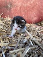 Mooie boerderij kitten te koop, Dieren en Toebehoren, Katten en Kittens | Overige Katten, Poes