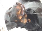 Beauceron zoekt goed huisje, Dieren en Toebehoren, Honden | Herdershonden en Veedrijvers, Reu, Eén hond, 3 tot 5 jaar, Herder