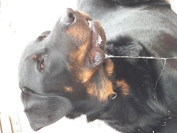 Beauceron zoekt goed huisje, Dieren en Toebehoren, Honden | Herdershonden en Veedrijvers, Reu, Herder, Particulier, Eén hond, Nederland