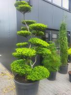 Ilex crenata blondie bonsai grote maat, Tuin en Terras, Planten | Bomen, Overige soorten, Lente, 100 tot 250 cm, Ophalen