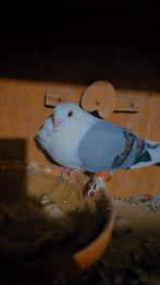 Duiven te koop, Dieren en Toebehoren, Vogels | Duiven, Meerdere dieren