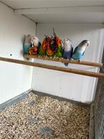 4 Agapornis Ficheri poppen, Vrouwelijk, Dwergpapegaai of Agapornis, Geringd