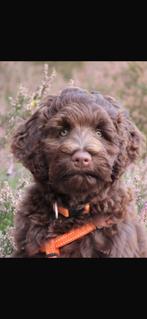 Mini/medium chocolade bruine labradoodles australian bloed, Overige rassen, CDV (hondenziekte), 8 tot 15 weken, Meerdere