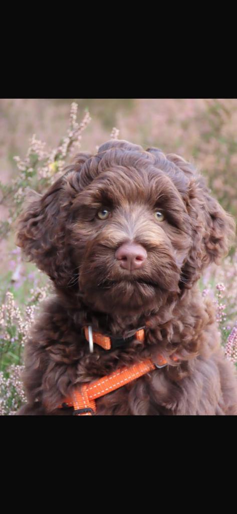 Mini/medium chocolade bruine labradoodles australian bloed, Dieren en Toebehoren, Honden | Retrievers, Spaniëls en Waterhonden