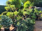 Pinus boompjes veel soorten, Overige soorten, Minder dan 100 cm, Zomer, Ophalen