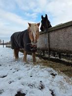 Pensionstal, coaching en lessen in Eindhoven, Weidegang, 2 of 3 paarden of pony's