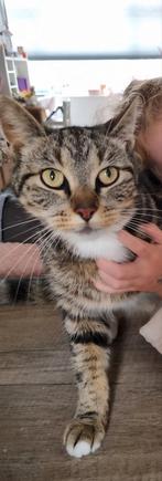Gouden mandje gezocht voor kat Billy, Dieren en Toebehoren, Katten en Kittens | Overige Katten, Kater, 3 tot 5 jaar