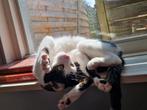 Nieuw lief baasje voor Maze!, Poes, Gechipt, 6 jaar of ouder