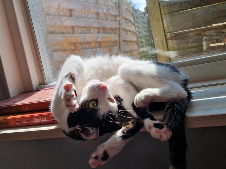 Nieuw lief baasje voor Maze!, Dieren en Toebehoren, Katten en Kittens | Raskatten | Langhaar, Poes, 6 jaar of ouder, Gechipt, Ingeënt