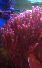 Isis hispurus gorgoon, Ophalen, Zo goed als nieuw