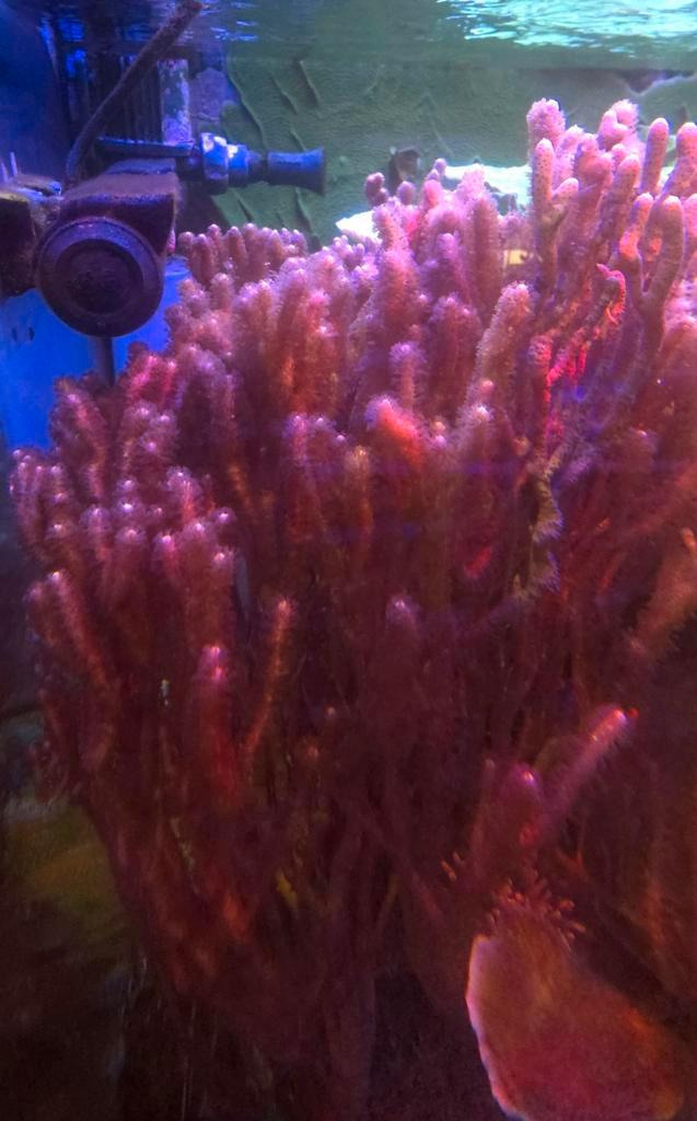 Isis hispurus gorgoon, Dieren en Toebehoren, Vissen | Aquaria en Toebehoren, Zo goed als nieuw, Ophalen