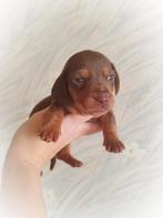 Prachtige dwergteckel pupjes, België, Particulier, CDV (hondenziekte), 8 tot 15 weken