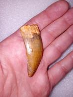Carcharodontosaurus tand, Ophalen of Verzenden, Fossiel