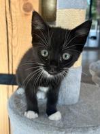 2 jonge poesjes te koop, Dieren en Toebehoren, Katten en Kittens | Overige Katten, Poes, Kortharig, 0 tot 2 jaar