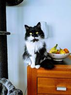 Twee lieve langharige katten zoeken liefdevol nieuw baasje, Dieren en Toebehoren, Katten en Kittens | Raskatten | Langhaar, Meerdere dieren