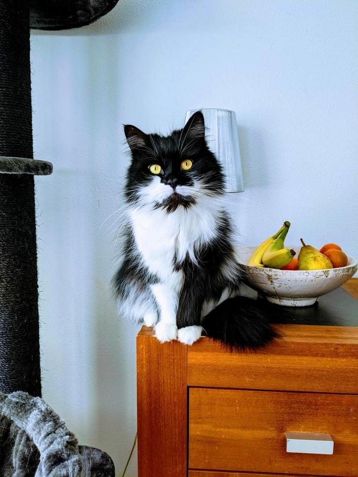 Twee lieve langharige katten zoeken liefdevol nieuw baasje, Dieren en Toebehoren, Katten en Kittens | Raskatten | Langhaar, Meerdere dieren