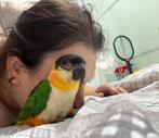 Super lieve tamme caique zie foto’s hoe tam de vogel is, Dieren en Toebehoren, Geslacht onbekend, Parkiet, Geringd