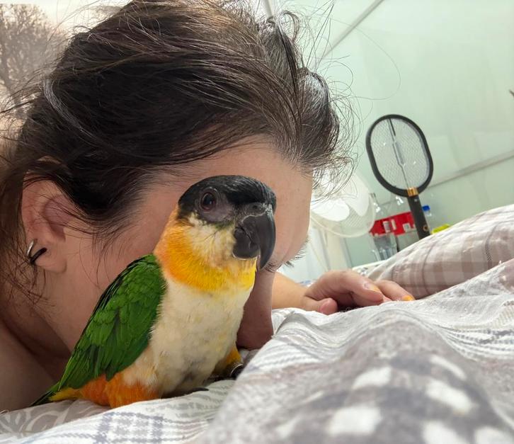Super lieve tamme caique zie foto’s hoe tam de vogel is, Dieren en Toebehoren, Vogels | Parkieten en Papegaaien, Parkiet, Geslacht onbekend