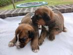 Boulab pups, Dieren en Toebehoren, CDV (hondenziekte), 8 tot 15 weken, Meerdere, Meerdere dieren