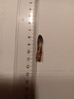 Dinosaurus tand dino sauropod bothriospondylus fossiel, Verzamelen, Mineralen en Fossielen, Verzenden, Fossiel