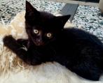 Kitten, Meerdere dieren