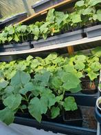 KOMKOMMER  AUBERGIN Tomaat  Biber aci Tatli Sivri, Volle zon, Groenteplanten, Eenjarig, Ophalen of Verzenden