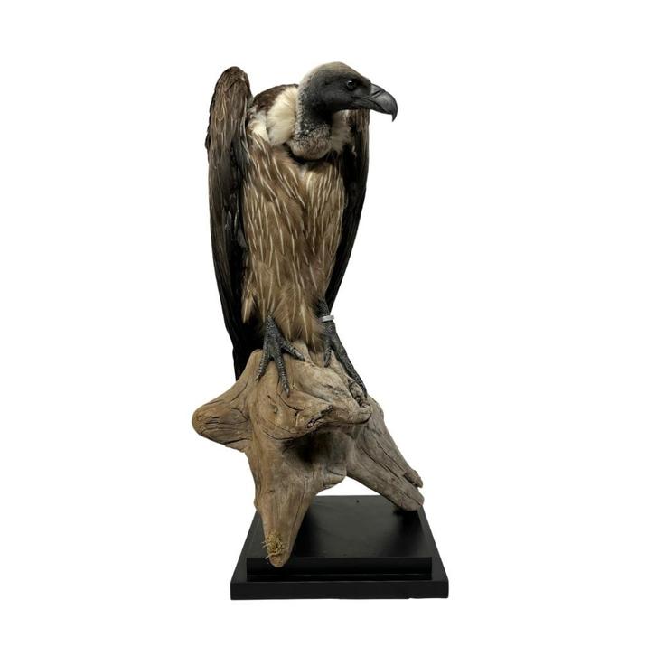 Te koop: Opgezette witruggier, Verzamelen, Dierenverzamelingen, Nieuw, Opgezet dier, Vogel, Ophalen of Verzenden