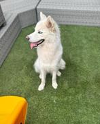 Husky, Kinderen en Baby's, Speelgoed | Knuffels en Pluche, Ophalen of Verzenden, Zo goed als nieuw, Hond