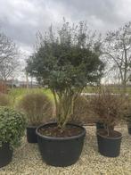 Osmanthus schijnhulst meerstammig leverbaar toto 300 cm hoog, 250 tot 400 cm, Zomer, Volle zon, In pot