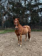 Verzorger gezocht, Dieren en Toebehoren, Ophalen, Nieuw